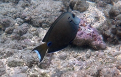 Acanthurus tennentii