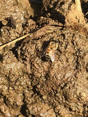 Apis mellifera litorea