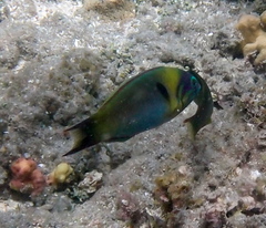 Thalassoma genivittatum