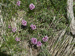 Daphne striata