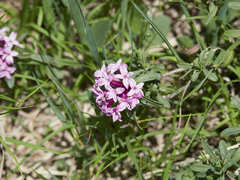 Daphne striata