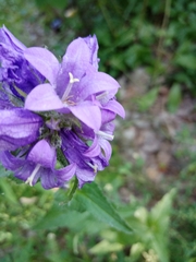 Campanula glomerata