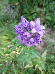 Campanula glomerata