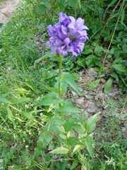 Campanula glomerata