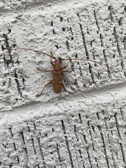 Eburia mutica