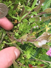 Castilleja levisecta