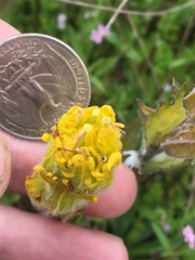 Castilleja levisecta