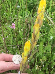 Castilleja levisecta