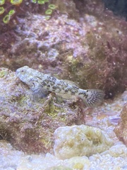 Bathygobius soporator