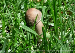 Macrolepiota colombiana