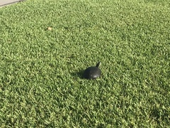 Pseudemys peninsularis