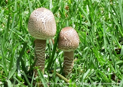 Macrolepiota colombiana
