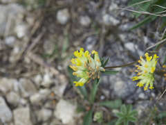 Anthyllis vulneraria alpestris