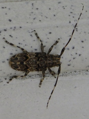 Mesosa longipennis