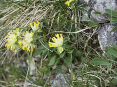 Anthyllis vulneraria alpestris