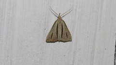 Macrochilo bivittata