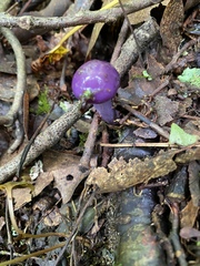 Cortinarius porphyroideus