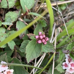 Spiraea morrisonicola