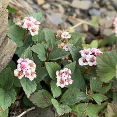Spiraea morrisonicola
