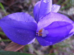 Patersonia juncea