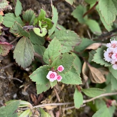 Spiraea morrisonicola