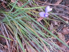 Patersonia juncea
