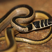 Psammophis angolensis - Photo (c) Bart Wursten, algunos derechos reservados (CC BY-NC), subido por Bart Wursten