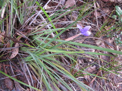 Patersonia juncea