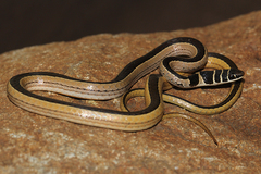 Psammophis angolensis