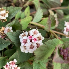 Spiraea morrisonicola