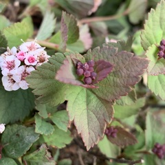 Spiraea morrisonicola
