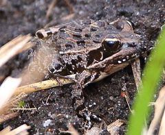 Ptychadena mascareniensis