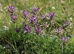 Astragalus vesicarius carniolicus