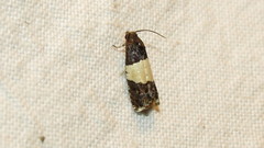 Epiblema tripartitana