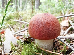 Leccinum vulpinum
