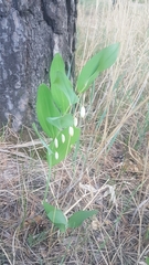 Polygonatum odoratum