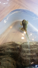 Trachycephalus resinifictrix