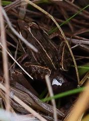 Ptychadena mascareniensis