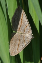 Scotopteryx