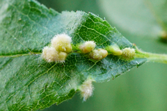 Eriophyes homophyllus