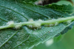 Eriophyes homophyllus