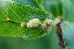 Eriophyes homophyllus