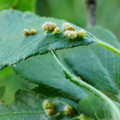 Eriophyes homophyllus