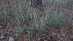 Oxytropis myriophylla