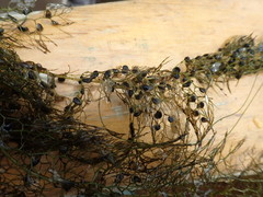 Utricularia macrorhiza image