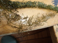Utricularia macrorhiza image