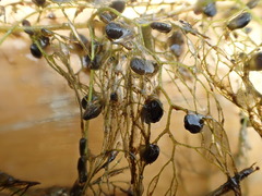 Utricularia macrorhiza image