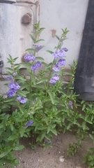 Scutellaria scordifolia