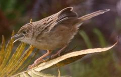 Cisticola cherina