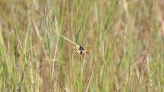 Libelloides longicornis